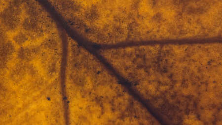 Extreme close-up of texture of old brown leaf after the fall.