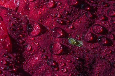 Close-up of a tiny red leaf just after a summer rain.