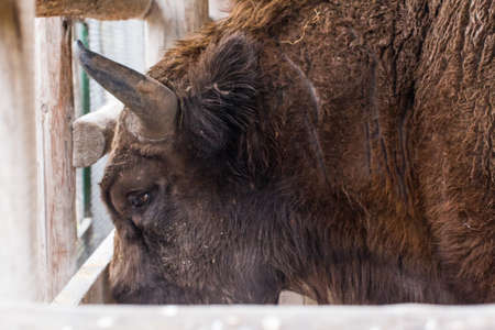 Wisent individual behind a wooden fence eating from the natural reserve's feeder.の写真素材