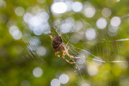 Diadem spider (Araneus diadematus) with a specific cross-shaped mark on its sack, in the sunlight, perched on its web.の写真素材