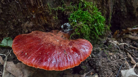 Beefsteak Fungus (Fistulina hepatica) growing on dead wood in a deciduous forest.