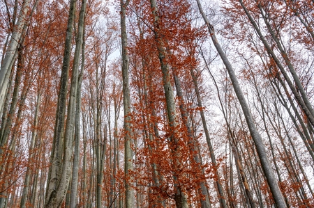 Autumn trees in late Autumn