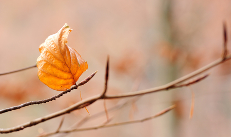 Lonely Autumn leaf