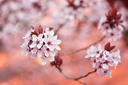Pink spring flowersの写真素材