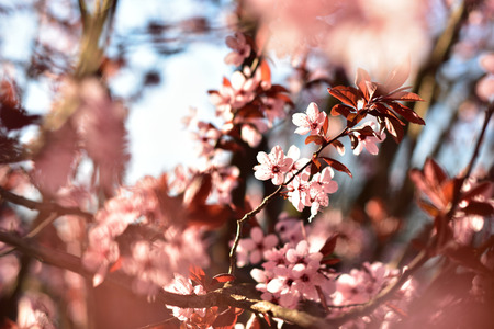 Pink spring flowers