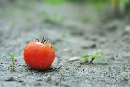 Ripe tomato on the groundの写真素材