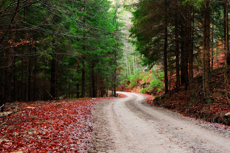 Green fir forest in Autumn morning.の写真素材