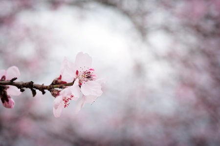 Pink flowers in the Springの写真素材
