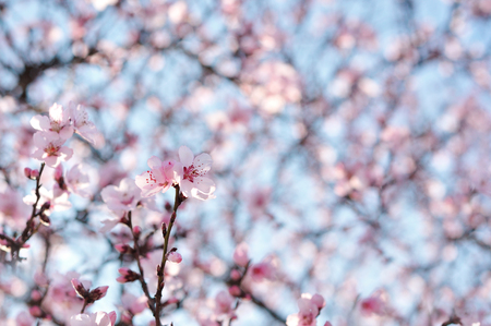 Pink flowers in the Springの写真素材