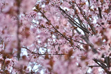 Pink spring flowersの写真素材