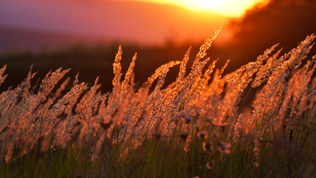 Steppe grass at sunset against the sunの写真素材