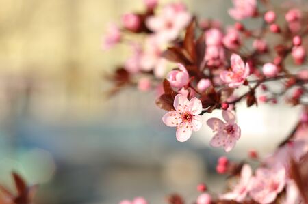 Pink flowers against a blurred background