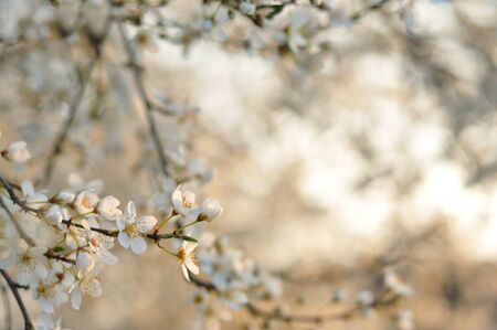 White flowers against a blurred backgroundの写真素材