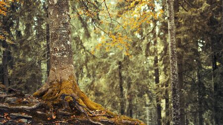 Close up of beech tree in the mountains