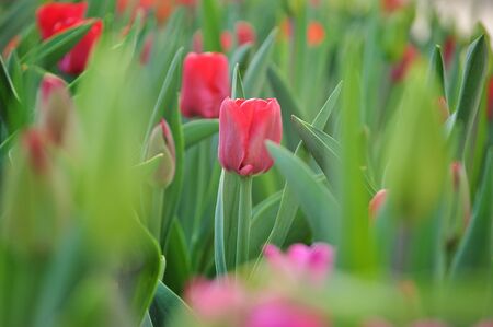 Pink and red tulips close upの写真素材
