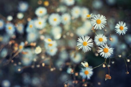 Close up of daisies with a blurred backgroundの写真素材
