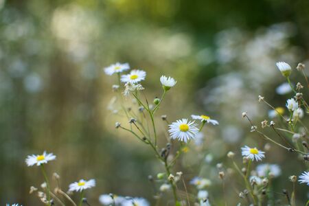 Close up of daisies with a blurred background