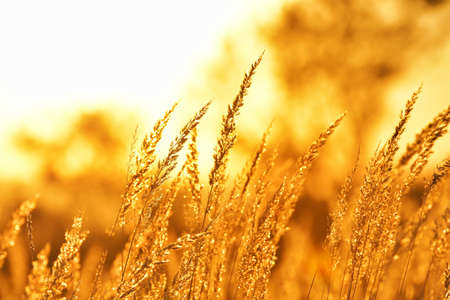 Steppe grass at sunset against the sun