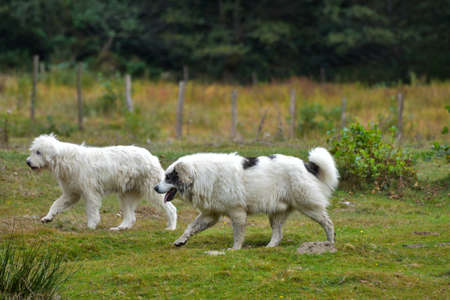 Sheep dogs watching over flock