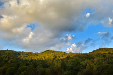 Forest in sunset light, bright colors
