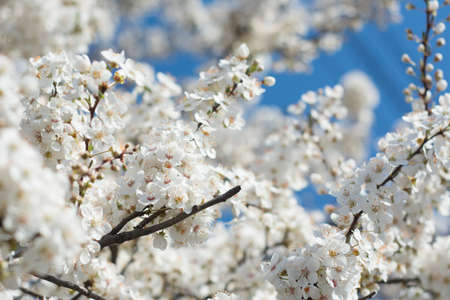 White flowers in the spring against beautiful out of focus background