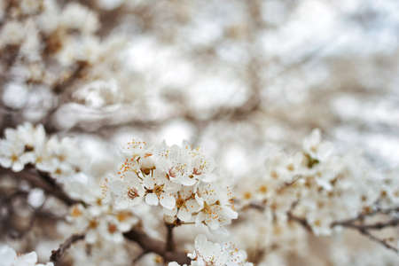 White flowers in the spring against beautiful out of focus background