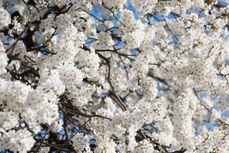White flowers in the spring against beautiful out of focus background