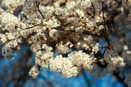 White flowers in the spring against beautiful out of focus background