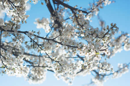White flowers in the spring against beautiful out of focus backgroundの写真素材