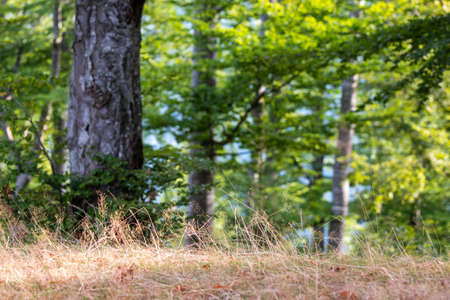 Aesthetic forest trees in summer light, focus on steppe grass