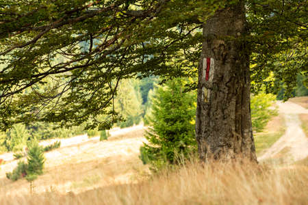Aesthetic forest trees in summer lightの写真素材