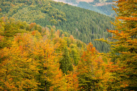 Autumn forest in the mountains