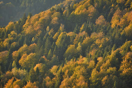 Aerial view of forest in late Autumn