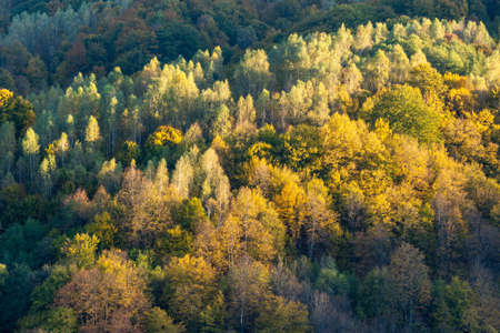 Aerial view of forest in late Autumn