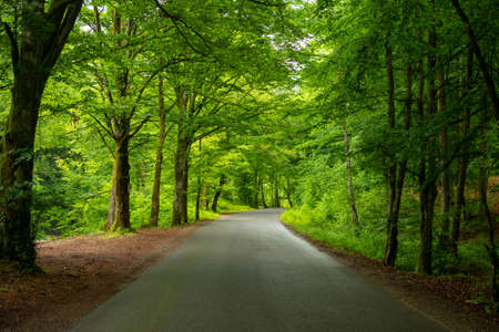 Green forest in early summerの写真素材