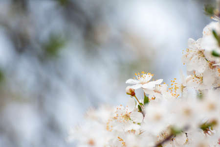 White flowers against a blurred backgroundの写真素材