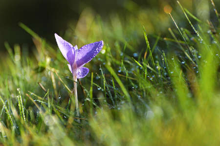 Crocus flower in the morning, at sunriseの写真素材