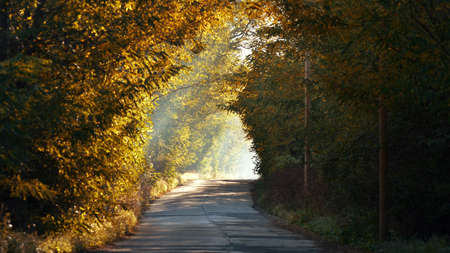 Asphalt road in autumn forest