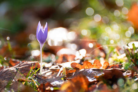 Crocus flower in the morning with dew drops at sunriseの写真素材