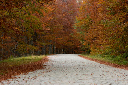 Very old stone road in autumn forest