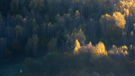 Morning sunlight over birch forest in autumnの写真素材