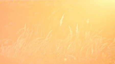 Steppe grass at sunset, very bright background due to lens flare