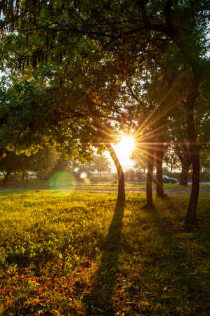 Morning autumn light in the parkの写真素材