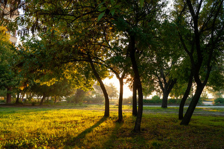 Morning autumn light in the parkの写真素材