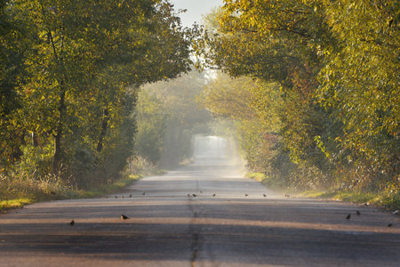 Old asphalt road in autumn forest; focus on the birdsの写真素材