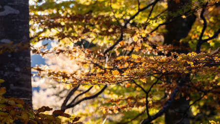 Morning sunlight over a forest branch