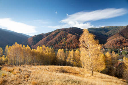 Birch forest in late autumn