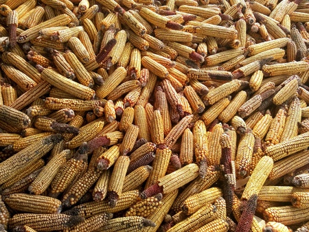 Barn filled with corn in Romanian countrysideの素材