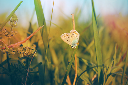Buterfly in grassの写真素材