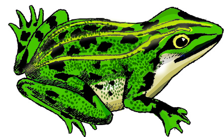 frogのイラスト素材